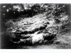 Więźniowie NKWD zamordowani w lesie koło Mikołajowa (woj. stanisławowskie), podczas ucieczki Sowietów przed niemiecką ofensywą.